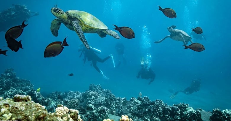 Maui scuba tours