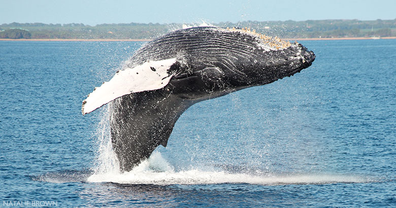 whale watching Maui